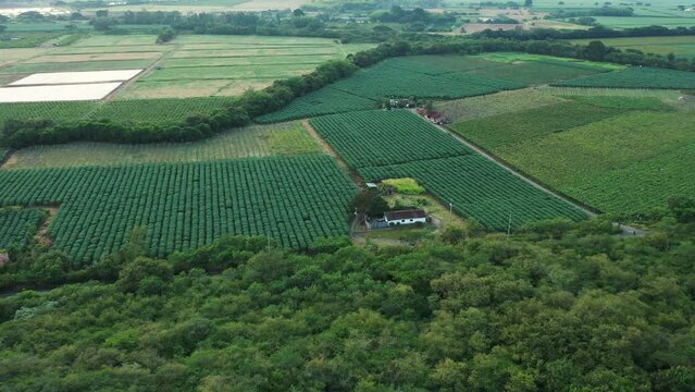 The biggest vineyard in Colombia. Grapes cultivation.