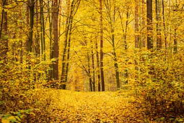 Autumn trees in the forest