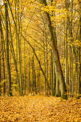 Autumn trees in the forest