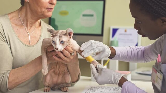 Hairless elf cat with bandaged leg being examined by female vet at clinic