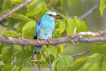 European roller on branch blurred background