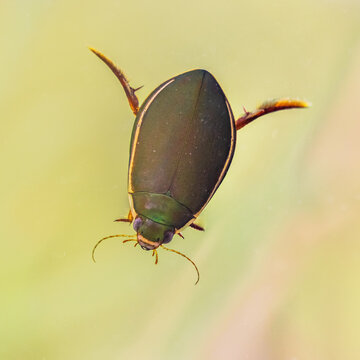 Great diving beetle freshwater insect male
