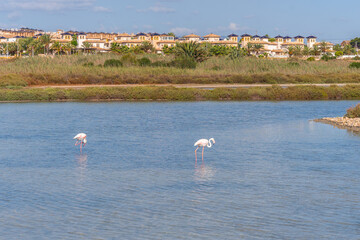 Naklejka premium Observatory of the Salinas de Santa Pola, some pink flamingos in the lagoon