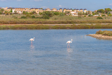 Observatory of the Salinas de Santa Pola, some pink flamingos in the lagoon