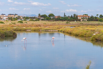 Salinas de Santa Pola Observatory, a group of pink flamingos in the lagoon