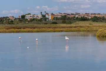 Salinas de Santa Pola Observatory, a group of beautiful pink flamingos in the lagoon