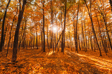 Obraz premium Bright Autumn Forest During Beautiful Sunset Evening. Sun Sunlight Through Woods And Trees In Autumn Forest Landscape. Rich And Saturation Colors. Sunbeams In Autumn Forest.
