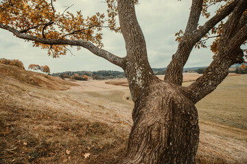 tree in the middle of nowhere