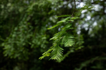 Tsuga cadanensis branch on a blurred background.