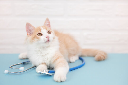 cute ginger cat kitten lies in a veterinary clinic with an endoscope looks into the camera close-up veterinary concept. High quality photo
