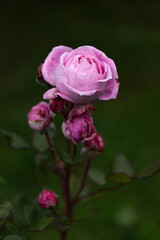 Obraz na płótnie Canvas Graceful shoots of medium pink roses with buds on dark green garden background