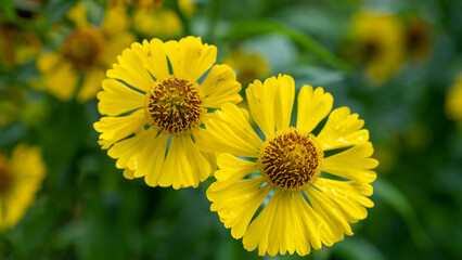 yellow autumn flowers on a background of green leaves, autumn flowers in a meadow in the forest, forest meadow with yellow flowers background.