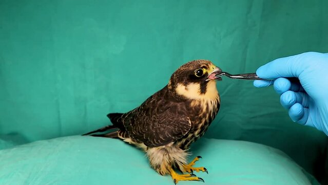 Exotic veterinarian feeding a sick falcon that refuses to eat.
Eurasian hobby (subgenus Hypotriorchis).
wildlife vet, Falconry, Birds, Bird.
Veterinary medicine.
wild nature, helping animals