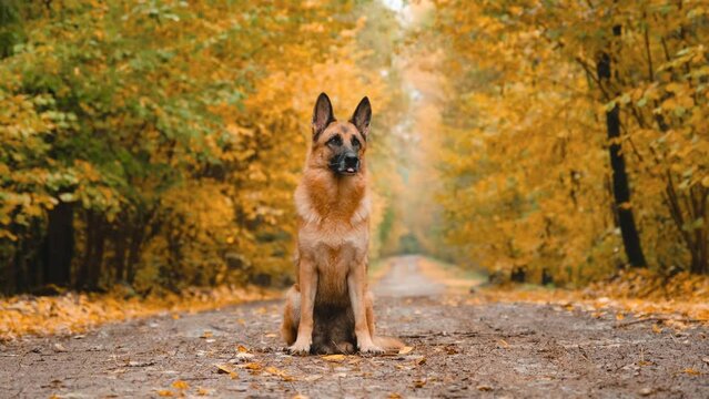 Concept of pet in nature autumn without people. Dog sits on empty forest road during leaf fall and licks muzzle with tongue listening attentively. Red and black German Shepherd in autumn park.