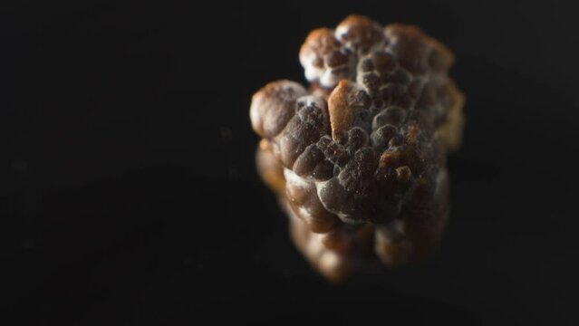 Close-up of a kidney stone. Neoplasm urolithiasis of the kidneys. nephrolithiasis - Closeup shot of a kidney stone renal calculus or nephrolith on black background.