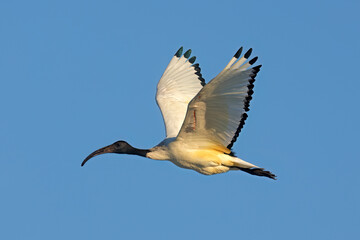 An African sacred Ibis (Threskiornis aethiopicus) in flight with open wings, South Africa.