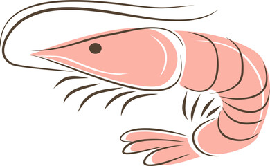shrimp line sketch. Png with transparent background - 536289873