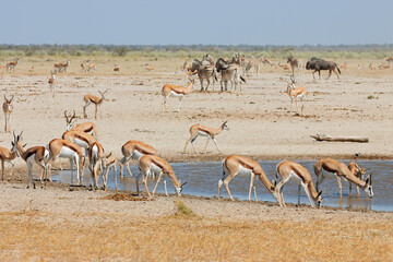 Fototapeta na wymiar Herds of springbok antelopes and plains zebras at a waterhole, Etosha National Park, Namibia.