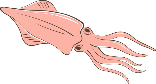 Squid line sketch. Png with transparent background