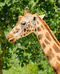 Giraffe neck and head powerful colored green background