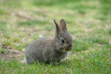 Came across a wild baby rabbit