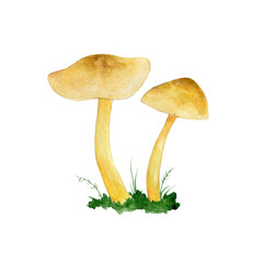 Watercolor illustration of a poisonous mushroom in the forest. Inedible mushrooms