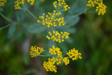 Yellow flower on autumn
