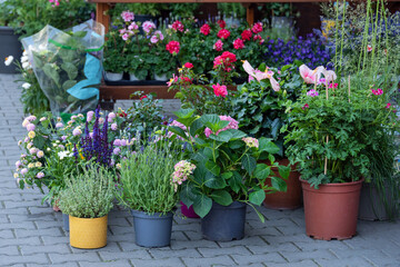Plants for sale in floral shop. Herbs and flowers at greenhouse market. Many plants in pots for sale outside flower shop.
