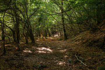 Obraz premium Forest with fine trees in Autumn