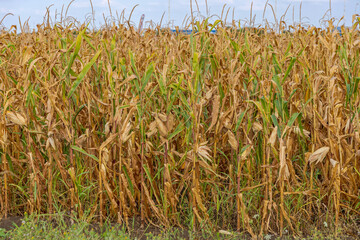 Ready for Harvest Corn