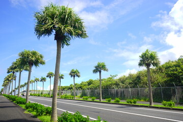 Hachijo-jima Airport Street surrounded by Palm Tree in Tokyo, Japan - 日本 東京...