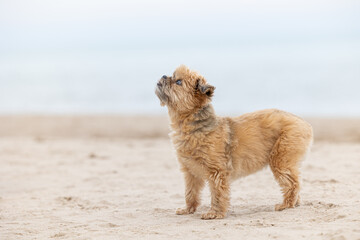 Adorable small Shih Tzu/Yorkie cross dog, standing on a sandy beach