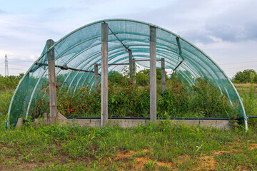 Grow Tomatoes Tunnel