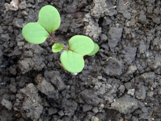 Growing mustard in natural conditions, young mustard plants