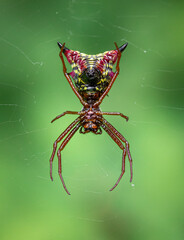 Arrow-shaped micrathena, Micrathena sagittate, colourful spider of Ontario