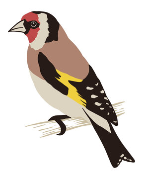 recommend clip art: Goldfinch Bird - Vector Illustration