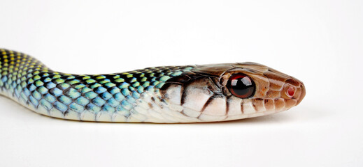 Speckled racer // Perlnatter (Drymobius margaritiferus)