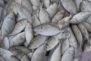 Fine spotted rabbitfish or spinefoot in Indonesian is called Bawis fish which is sold in traditional fish markets
