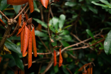 Brown leaves hanging on bush