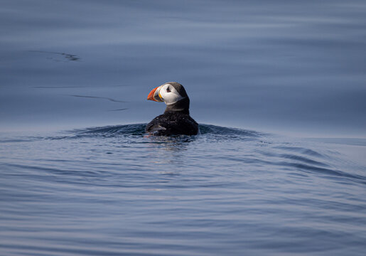 Puffin (Fratercula) swimming near Bleik, Vesteralen Islands, Nordland, Norway