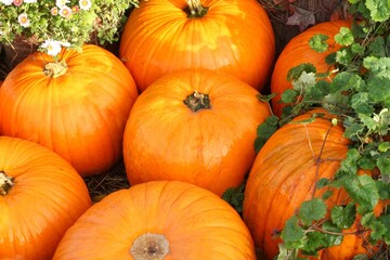 Colourful organic pumpkins and gourds on agricultural fair. Harvesting autumn time concept. Garden fall natural plant. Thanksgiving halloween decor. Festive farm rural background. Vegetarian food.