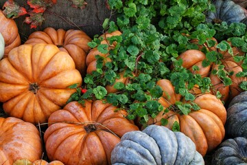 Colourful organic pumpkins and gourds on agricultural fair. Harvesting autumn time concept. Garden fall natural plant. Thanksgiving halloween decor. Festive farm rural background. Vegetarian food.