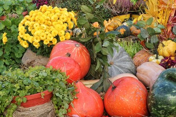 Colourful organic pumpkins and gourds on agricultural fair. Harvesting autumn time concept. Garden fall natural plant. Thanksgiving halloween decor. Festive farm rural background. Vegetarian food.