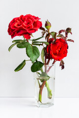 two red roses in a glass goblet on a white background