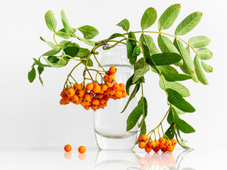 bunches of mountain ash in a glass vase on a white background