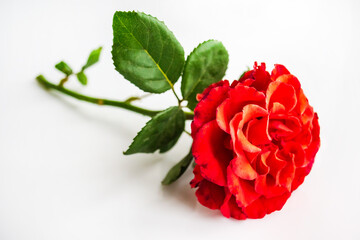 gorgeous red rose lies on a white background