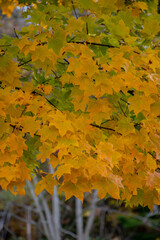 秋の黄色のイタヤカエデ
