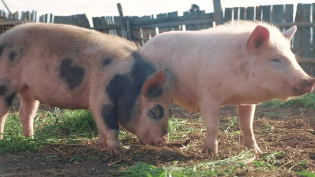pigs on the farm. pig running on the farm on the ground slow motion video. pigs on farm business natural farming concept. pig agribusiness is digging the ground