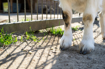 goat legs with hooves close-up on a farm