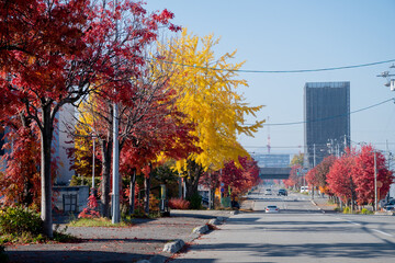 Naklejka premium 黄色と赤の街路樹が綺麗な通り 